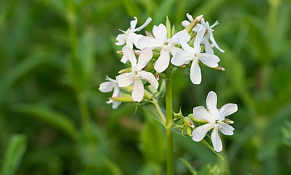 catchfly-night-flowering-flowers-gallery-10