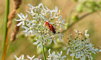catchfly-night-flowering-flowers-gallery-11