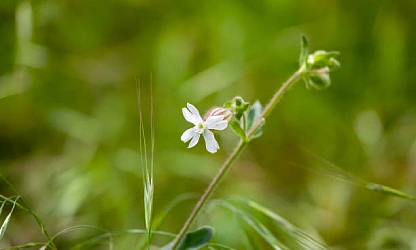 catchfly-night-flowering-flowers-gallery-12
