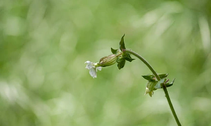 catchfly-night-flowering-flowers-gallery-13