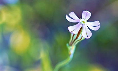 catchfly-night-flowering-flowers-gallery-14