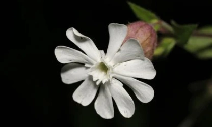 catchfly-night-flowering-flowers-gallery-2