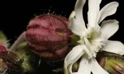 catchfly-night-flowering-flowers-gallery-3