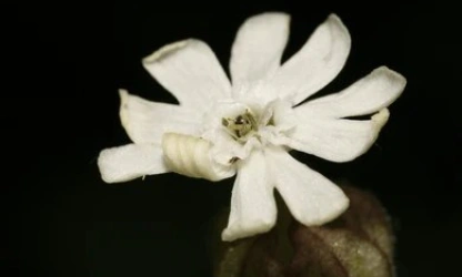 catchfly-night-flowering-flowers-gallery-4