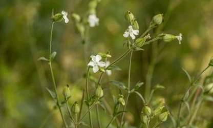 catchfly-night-flowering-flowers-gallery-5