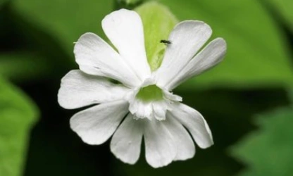 catchfly-night-flowering-flowers-gallery-6