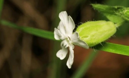 catchfly-night-flowering-flowers-gallery-7