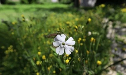 catchfly-night-flowering-flowers-gallery-8