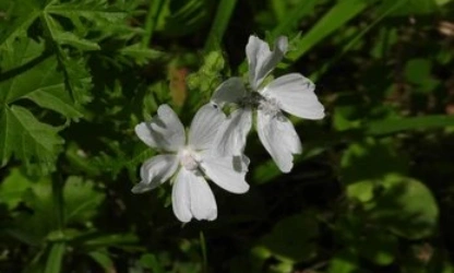 catchfly-night-flowering-flowers-gallery-9