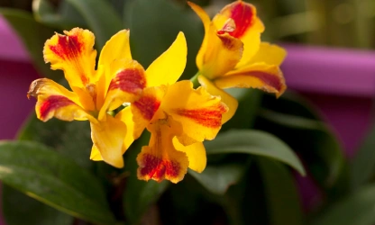 cattleya-orchid-flowers-gallery-1