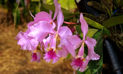 cattleya-orchid-flowers-gallery-10