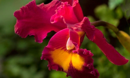 cattleya-orchid-flowers-gallery-12