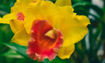 cattleya-orchid-flowers-gallery-12