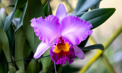 cattleya-orchid-flowers-gallery-13