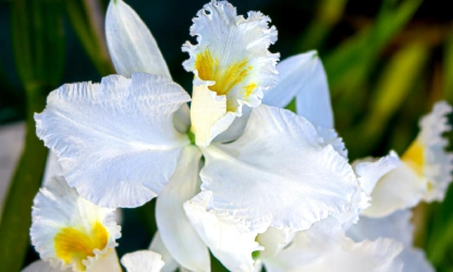 cattleya-orchid-flowers-gallery-14