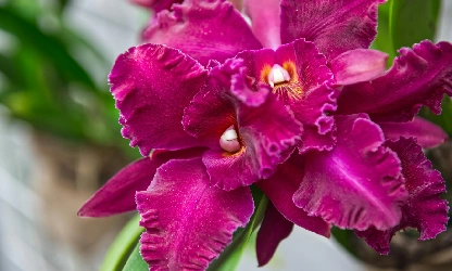 cattleya-orchid-flowers-gallery-15
