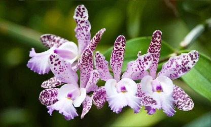 cattleya-orchid-flowers-gallery-2