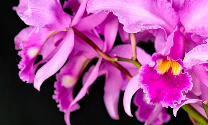 cattleya-orchid-flowers-gallery-3