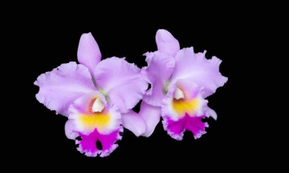 cattleya-orchid-flowers-gallery-4