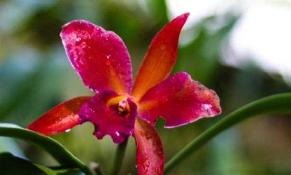 cattleya-orchid-flowers-gallery-5