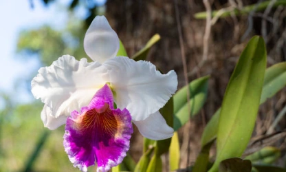 cattleya-orchid-flowers-gallery-6