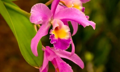 cattleya-orchid-flowers-gallery-7