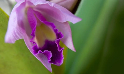 cattleya-orchid-flowers-gallery-8