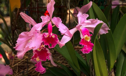 cattleya-orchid-flowers-gallery-9