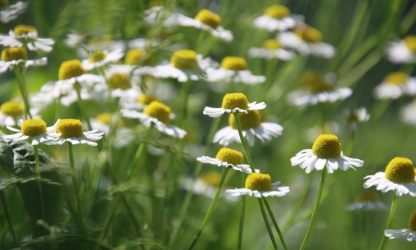 chamomile-flowers-gallery-1