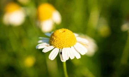 chamomile-flowers-gallery-10