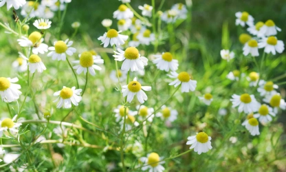 chamomile-flowers-gallery-11
