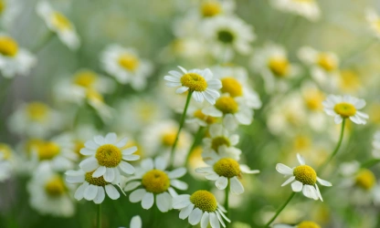 chamomile-flowers-gallery-12