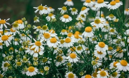 chamomile-flowers-gallery-13