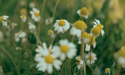 chamomile-flowers-gallery-14