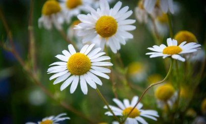 chamomile-flowers-gallery-15