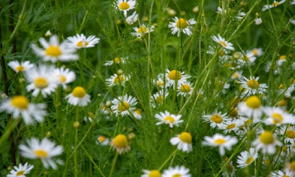 chamomile-flowers-gallery-16