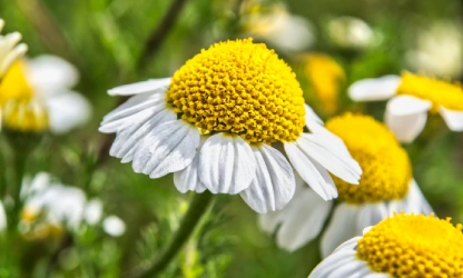 chamomile-flowers-gallery-2
