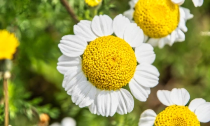 chamomile-flowers-gallery-3