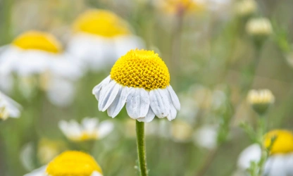 chamomile-flowers-gallery-4