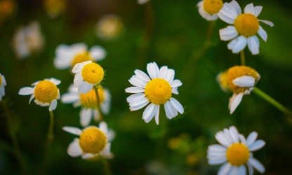 chamomile-flowers-gallery-5