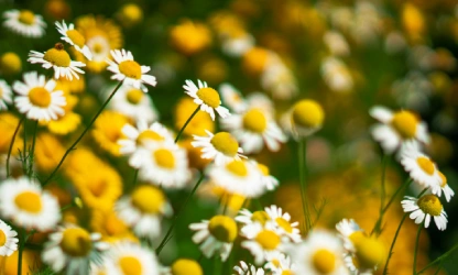 chamomile-flowers-gallery-6
