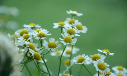 chamomile-flowers-gallery-7