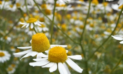 chamomile-flowers-gallery-8