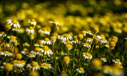 chamomile-flowers-gallery-9