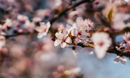 cherry-blossom-flowers-gallery-1