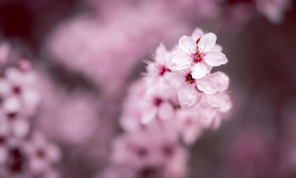 cherry-blossom-flowers-gallery-10