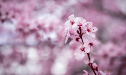 cherry-blossom-flowers-gallery-11