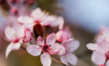 cherry-blossom-flowers-gallery-12