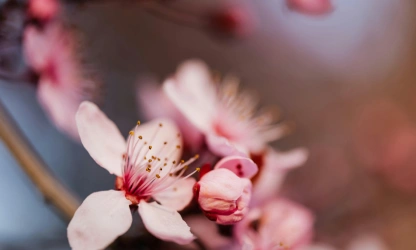 cherry-blossom-flowers-gallery-13