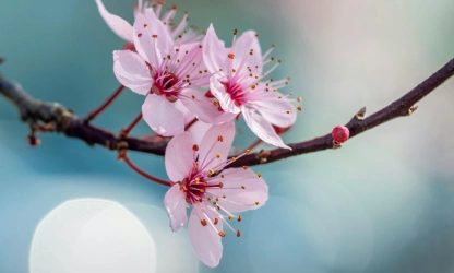 cherry-blossom-flowers-gallery-14